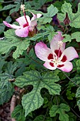 HIBISCUS CAMERONII