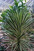 YUCCA ALOIFOLIA VARIEGATA