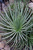 AGAVE STRICTA