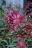 GREVILLEA ROBYN GORDON