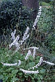 FRANCOA APPENDICULATA