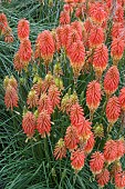 KNIPHOFIA ALCAZAR