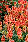 KNIPHOFIA ALCAZAR