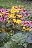 LIGULARIA DENTATA DESDEMONA