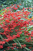 CROCOSMIA LUCIFER