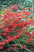 CROCOSMIA LUCIFER