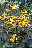 LIGULARIA DENTATA DESDEMONA