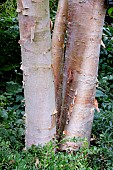 BETULA UTILIS VAR. UTILIS