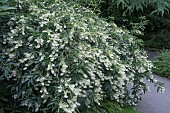 CLETHRA BARBINERVIS