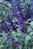 SALVIA AMISTAD