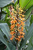 HEDYCHIUM AURANTIACUM