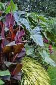 TROPICAL LOOK GARDEN