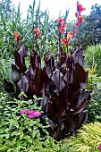 CANNA TROPICANNA BLACK