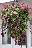 HANGING BASKET