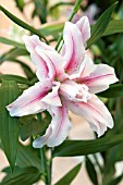 LILIUM ROSELILY FABIOLA