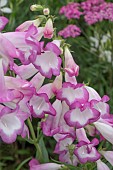 PENSTEMON PENSHAM LAURA