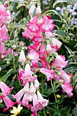 PENSTEMON FLAMINGO
