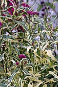 EUPATORIUM FORTUNEI PINK ELEGANCE