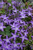 CAMPANULA HIRSH BLUE