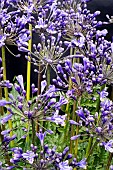 AGAPANTHUS INTERMEDIUS