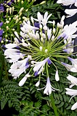 AGAPANTHUS QUEEN MUM