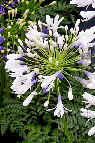 AGAPANTHUS_QUEEN_MUM