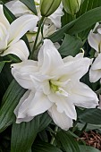 LILIUM DEJIMA