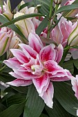 LILIUM TOSCA