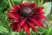 RUDBECKIA HIRTA CHERRY BRANDY