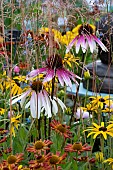 ECHINACEA PRETTY PARASOLS