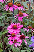 ECHINACEA AMAZING DREAM