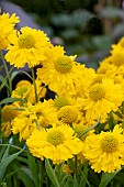 HELENIUM DOUBLE TROUBLE