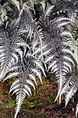 ATHYRIUM NIPONICUM PICTUM GODZILLA