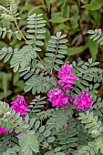 INDIGOFERA SPLENDENS