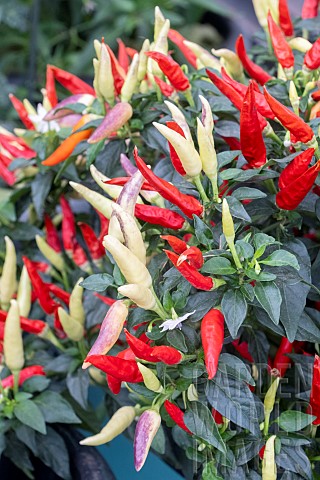 CHILLI_BASKET_OF_FIRE