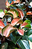 ANTHURIUM ANTHCRAXIG RAINBOW CHAMPION