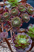 AEONIUM BLUSHING BEAUTY