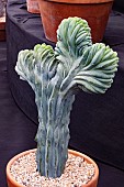 MYRTILLOCACTUS GEOMETRANTRIZANS F. CRISTATA AZUREUS