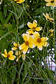 BIDENS AUREA HANNAYS LEMON DROP