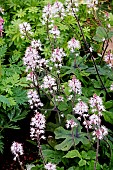 TIARELLA SPRING SYMPHONY