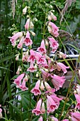 PENSTEMON HEWELL PINK BEDDER