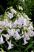 PENSTEMON WHITE BEDDER