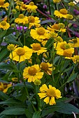 HELENIUM KANARIA