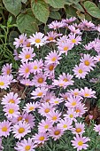 ARGYRANTHEMUM LOLLY