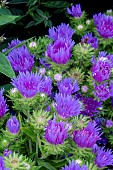 STOKESIA MELS BLUE