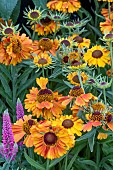 HELENIUM SHORT N SASSY