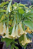 BRUGMANSIA SAUVEOLENS YELLOW