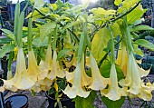 BRUGMANSIA SAUVELEONS YELLOW