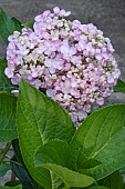 HYDRANGEA AYESHA