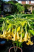 BRUGMANSIA SAUVEOLENS